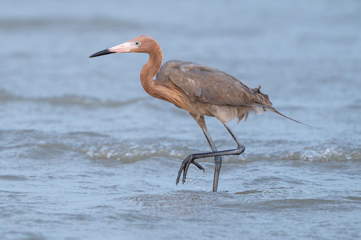 Reddish Egret - ML638666297