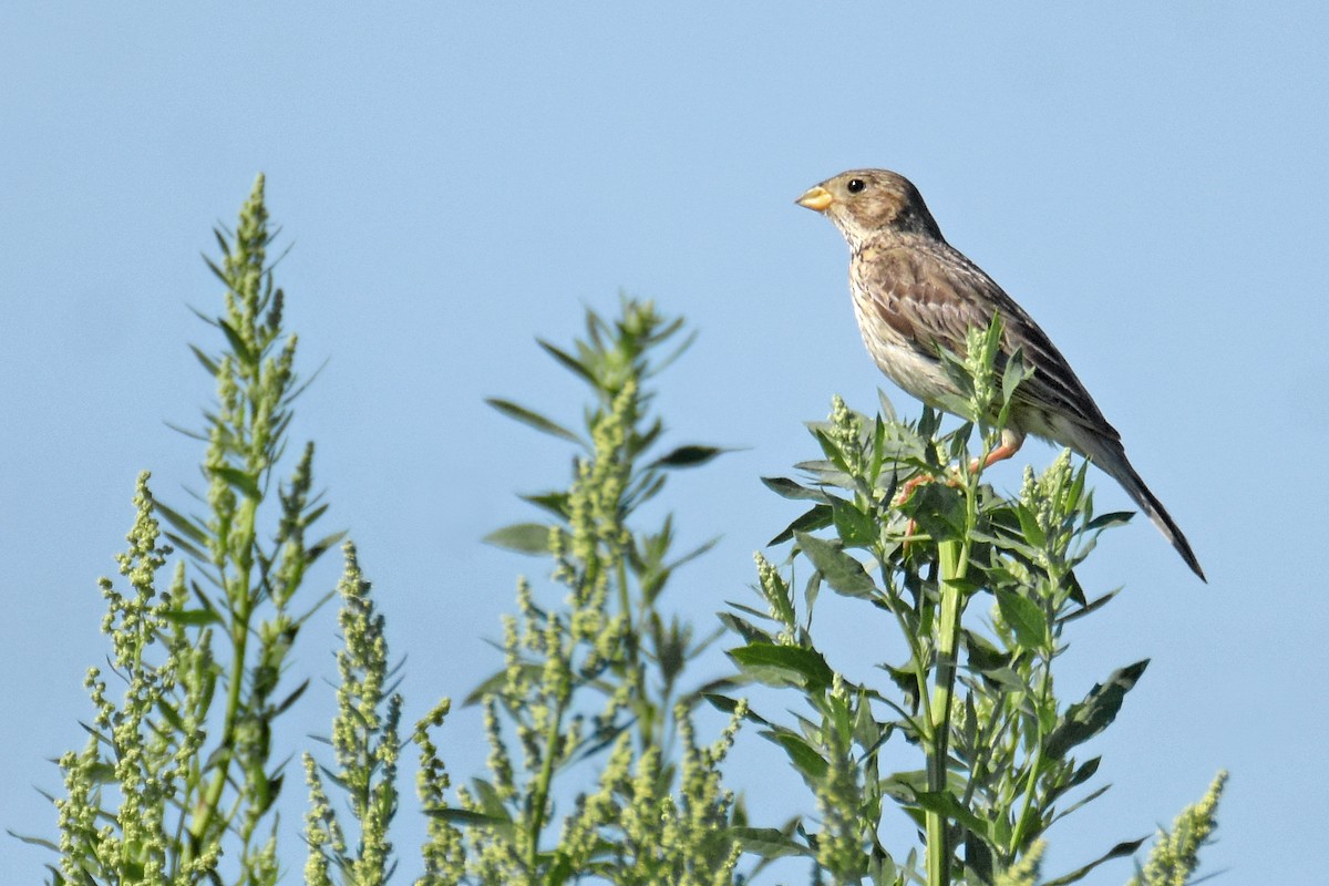 Corn Bunting - ML638666298
