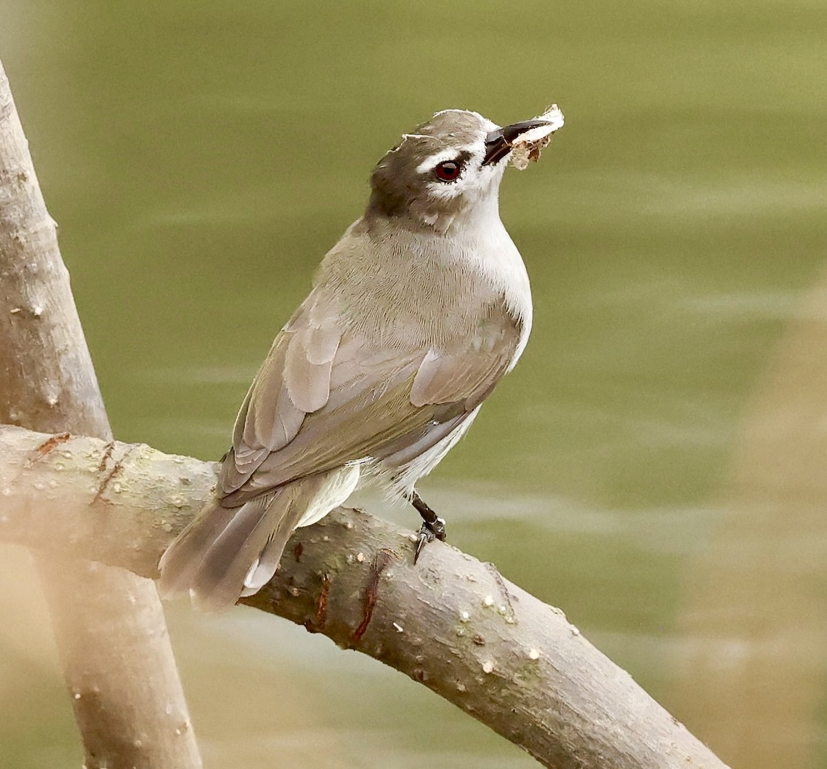 Mouse-brown Sunbird - ML638666299