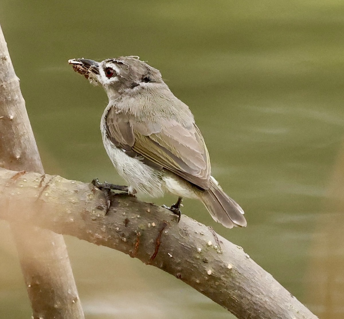 Mouse-brown Sunbird - ML638666300