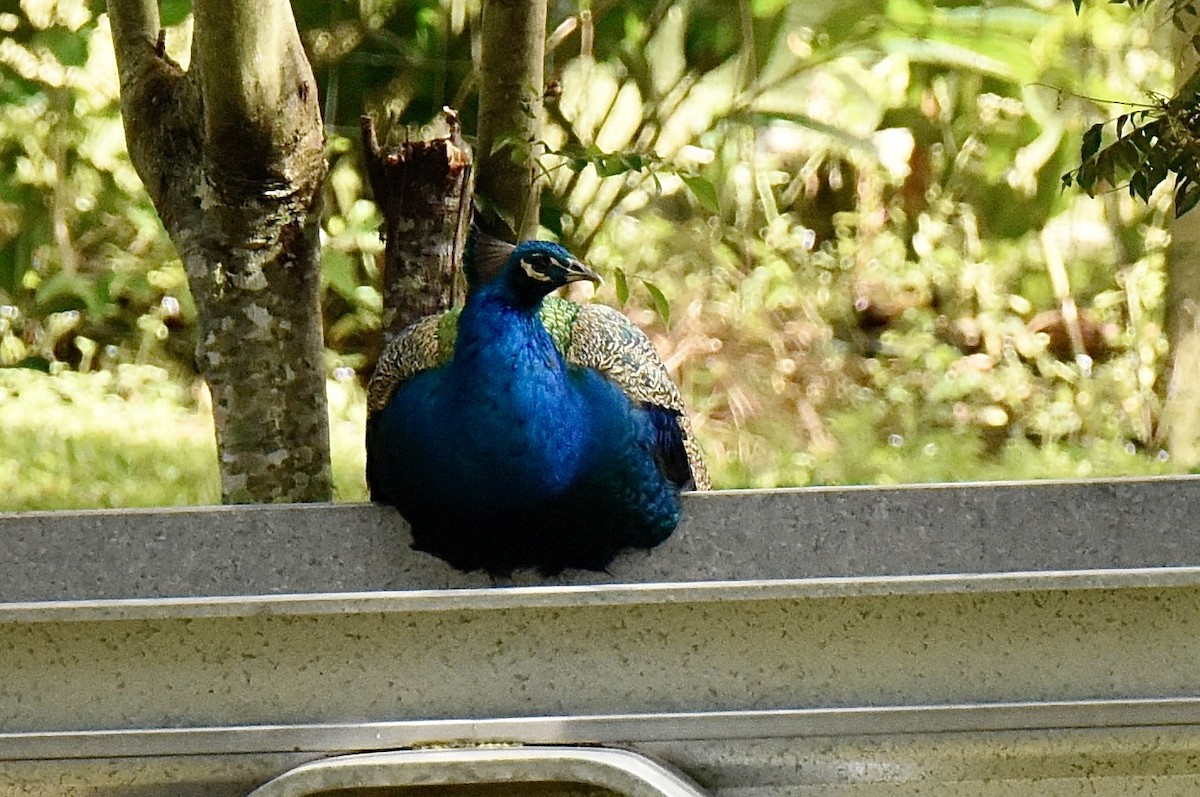 Indian Peafowl (Domestic type) - ML638666302