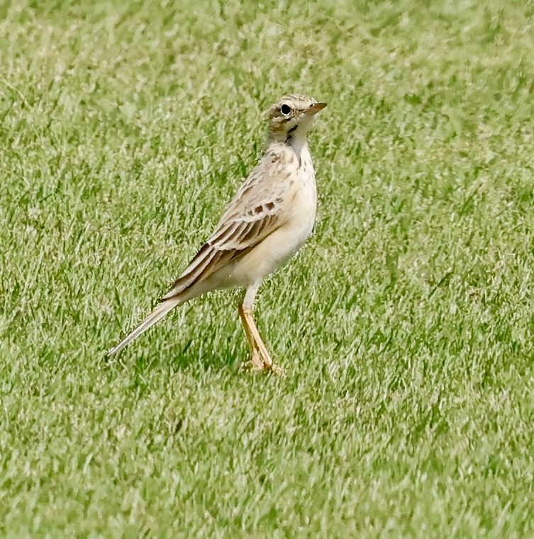 African Pipit - ML638666303