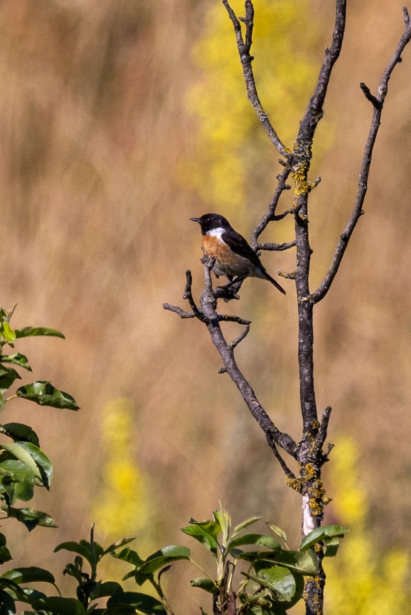 European Stonechat - ML638666304