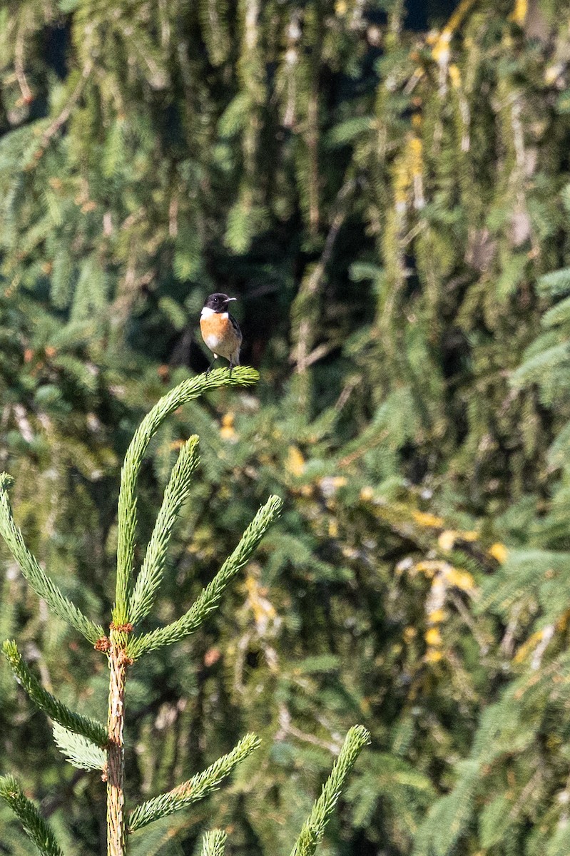 European Stonechat - ML638666305