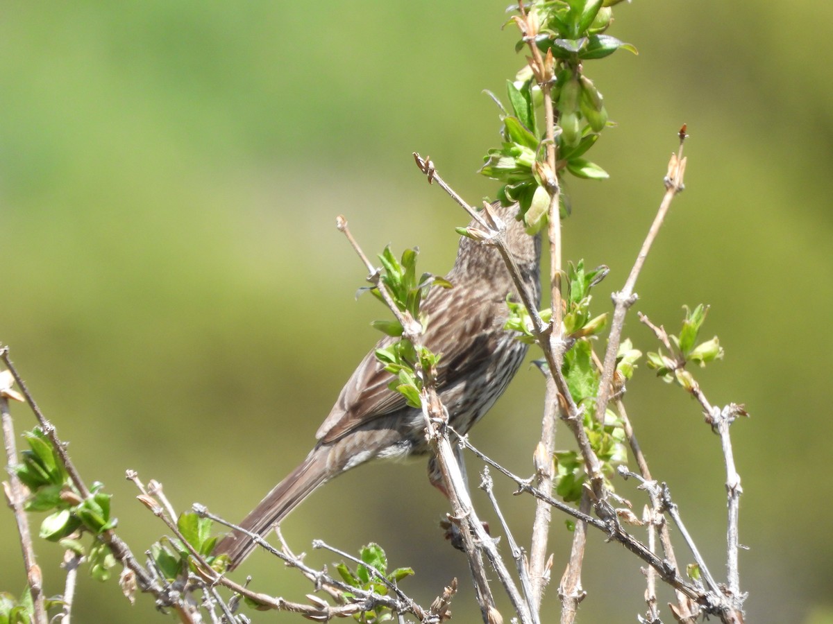 Common Rosefinch - ML638666306