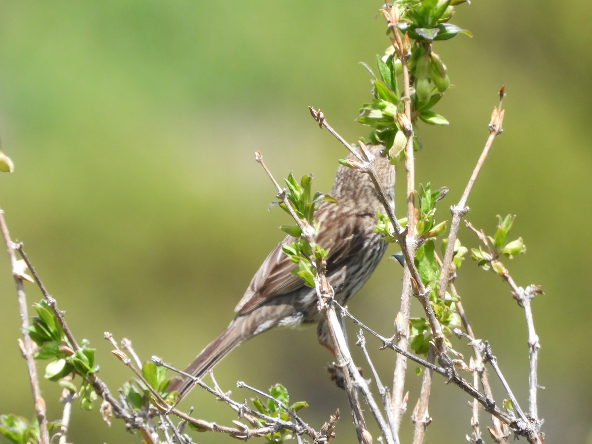 Common Rosefinch - ML638666307