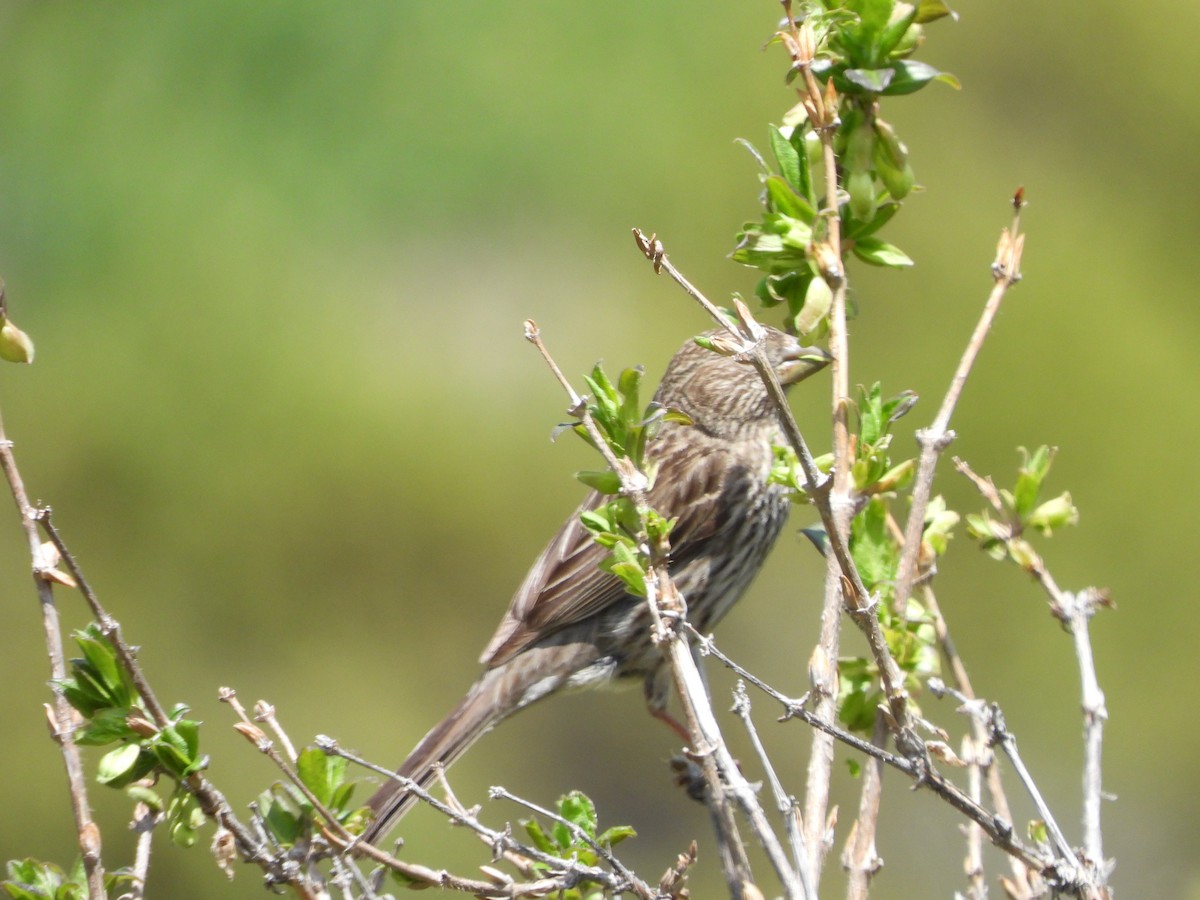 Common Rosefinch - ML638666308
