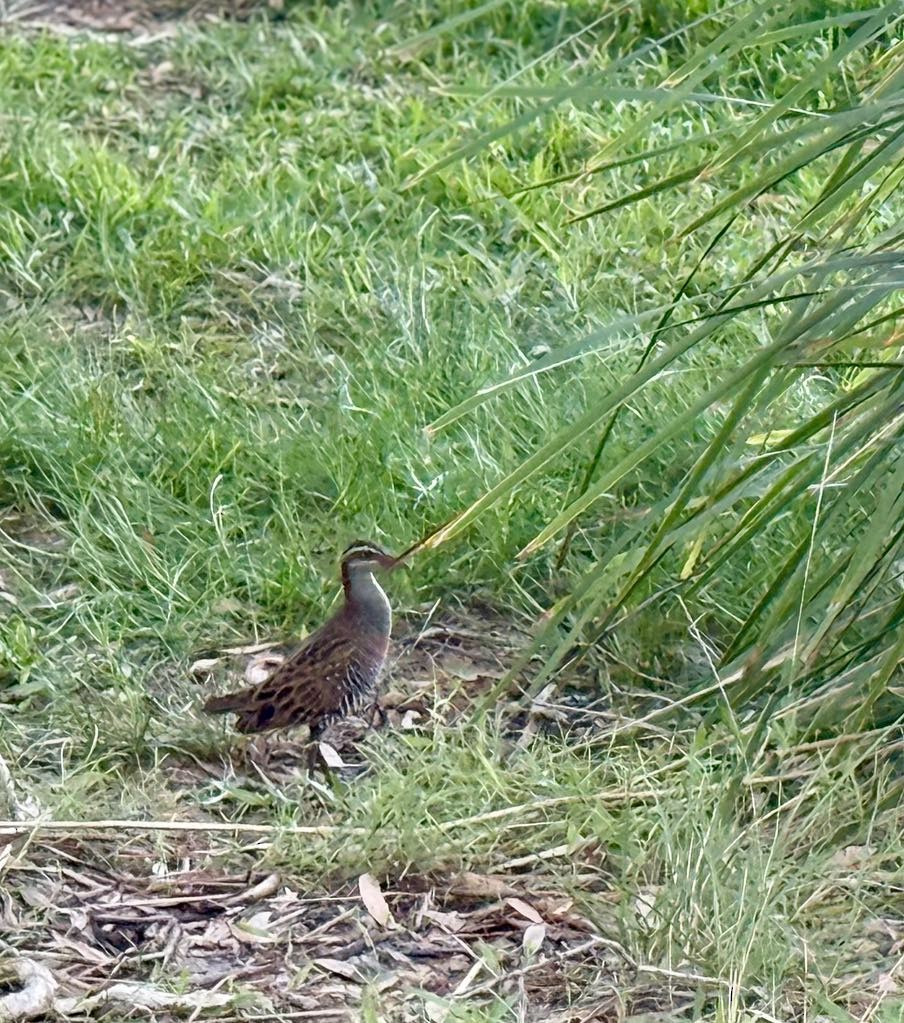 Buff-banded Rail - ML638666311
