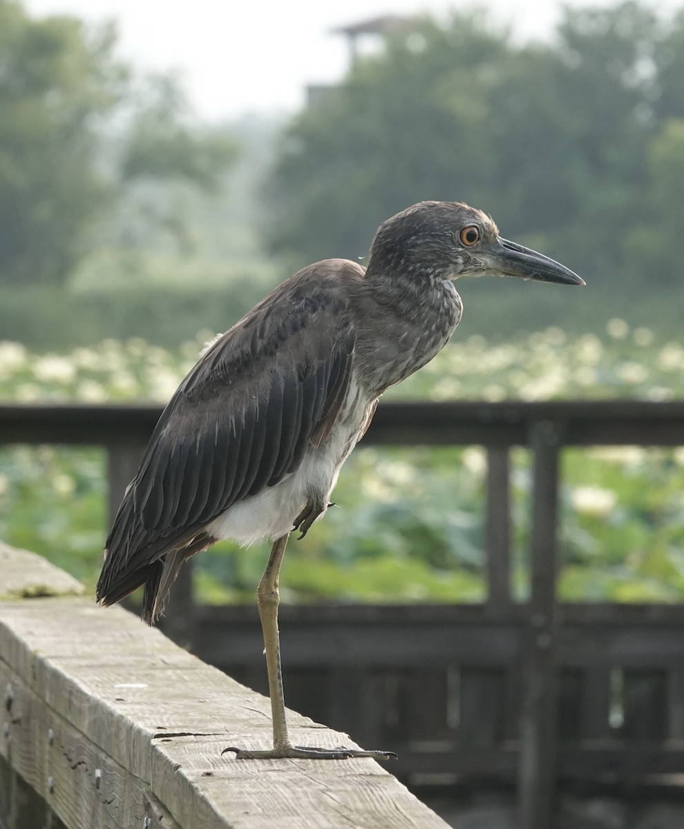 Yellow-crowned Night Heron - ML638666312