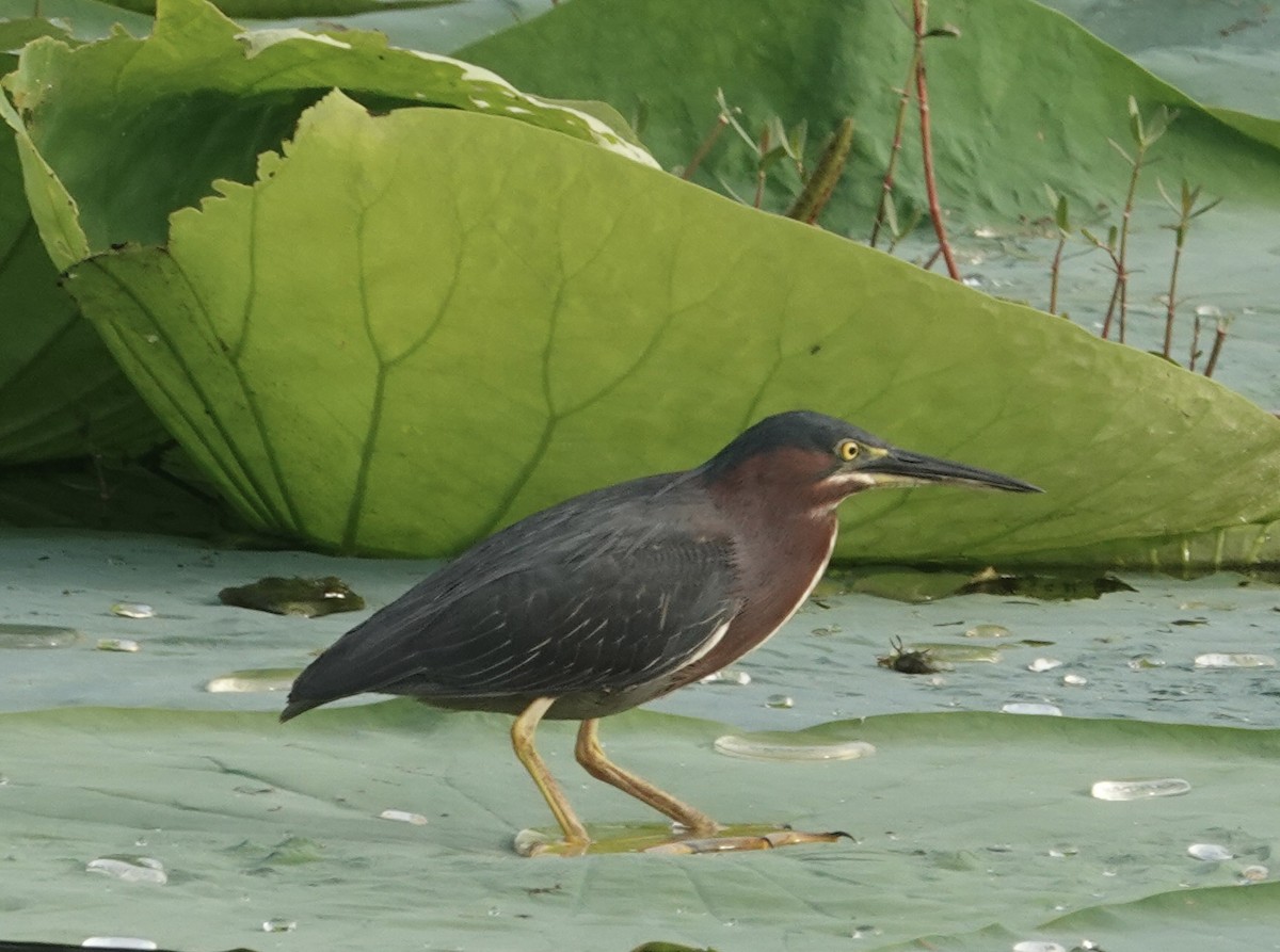 Green Heron - ML638666313