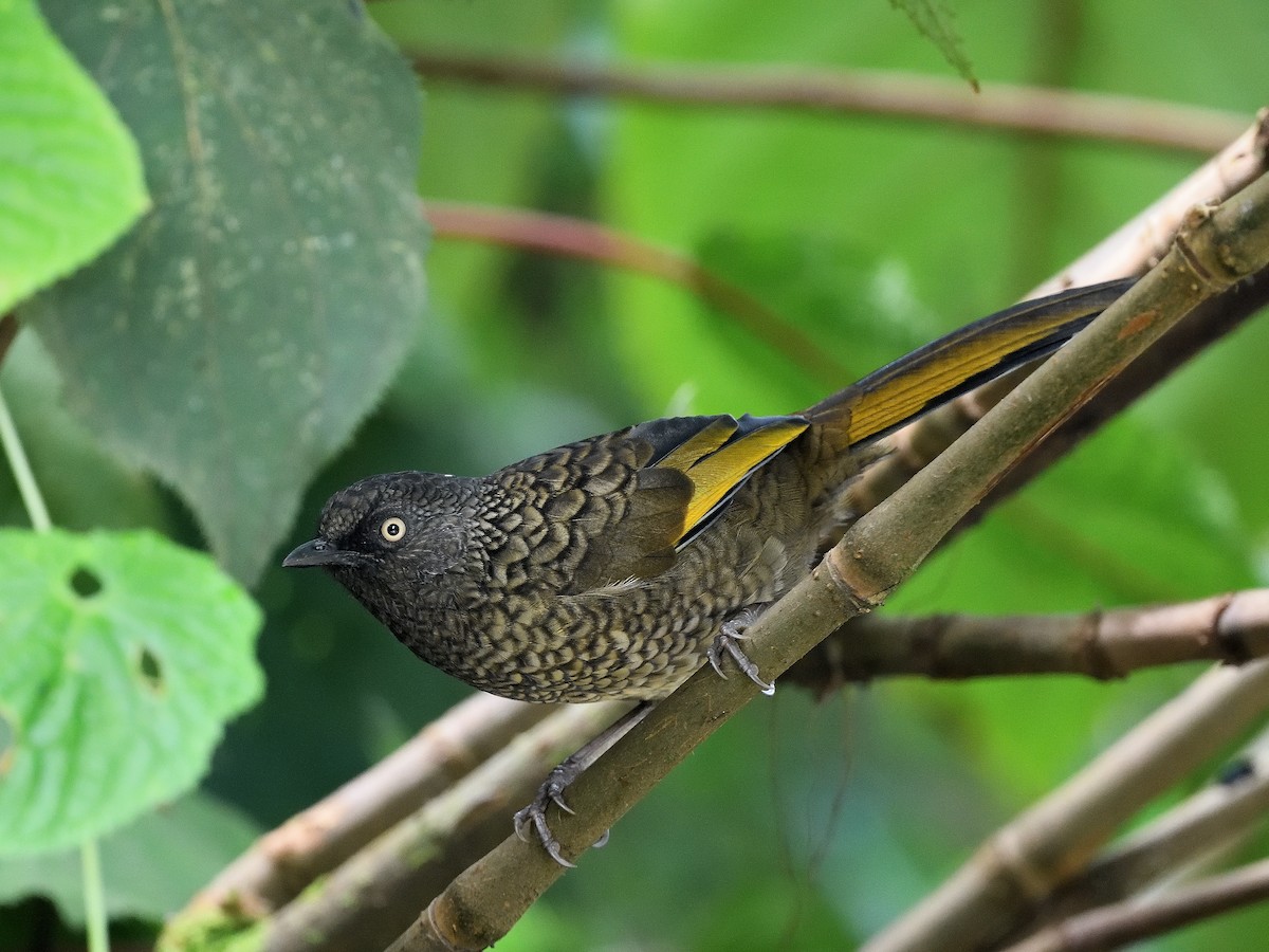 Scaly Laughingthrush - ML638666314