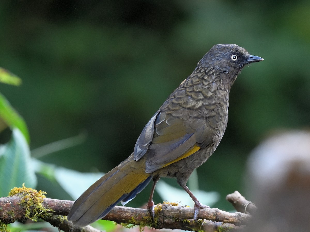 Scaly Laughingthrush - ML638666315