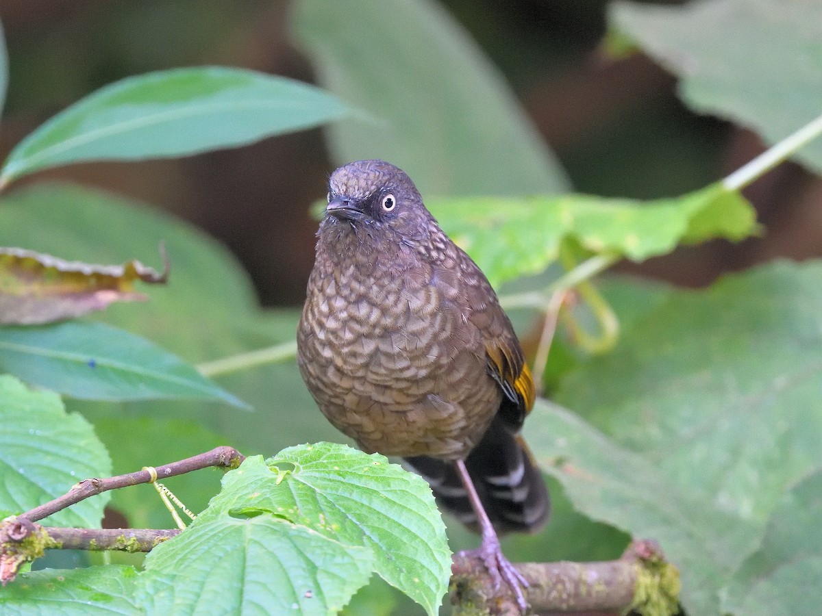 Scaly Laughingthrush - ML638666316