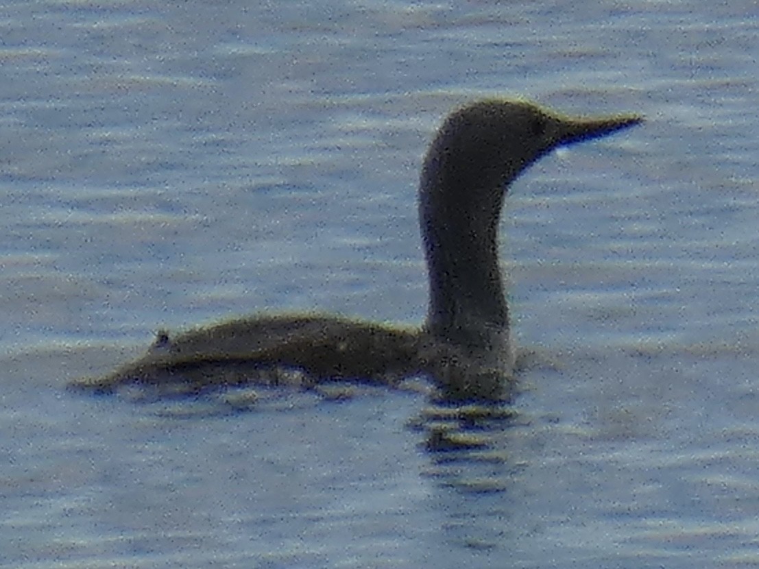 Sterntaucher - ML638666327
