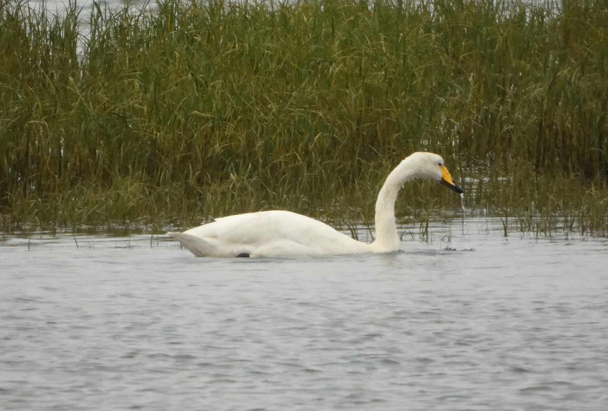 Singschwan - ML638666329