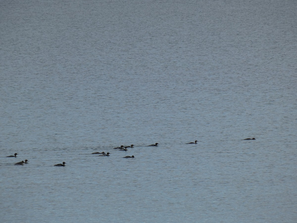 Red-breasted Merganser - ML638666338