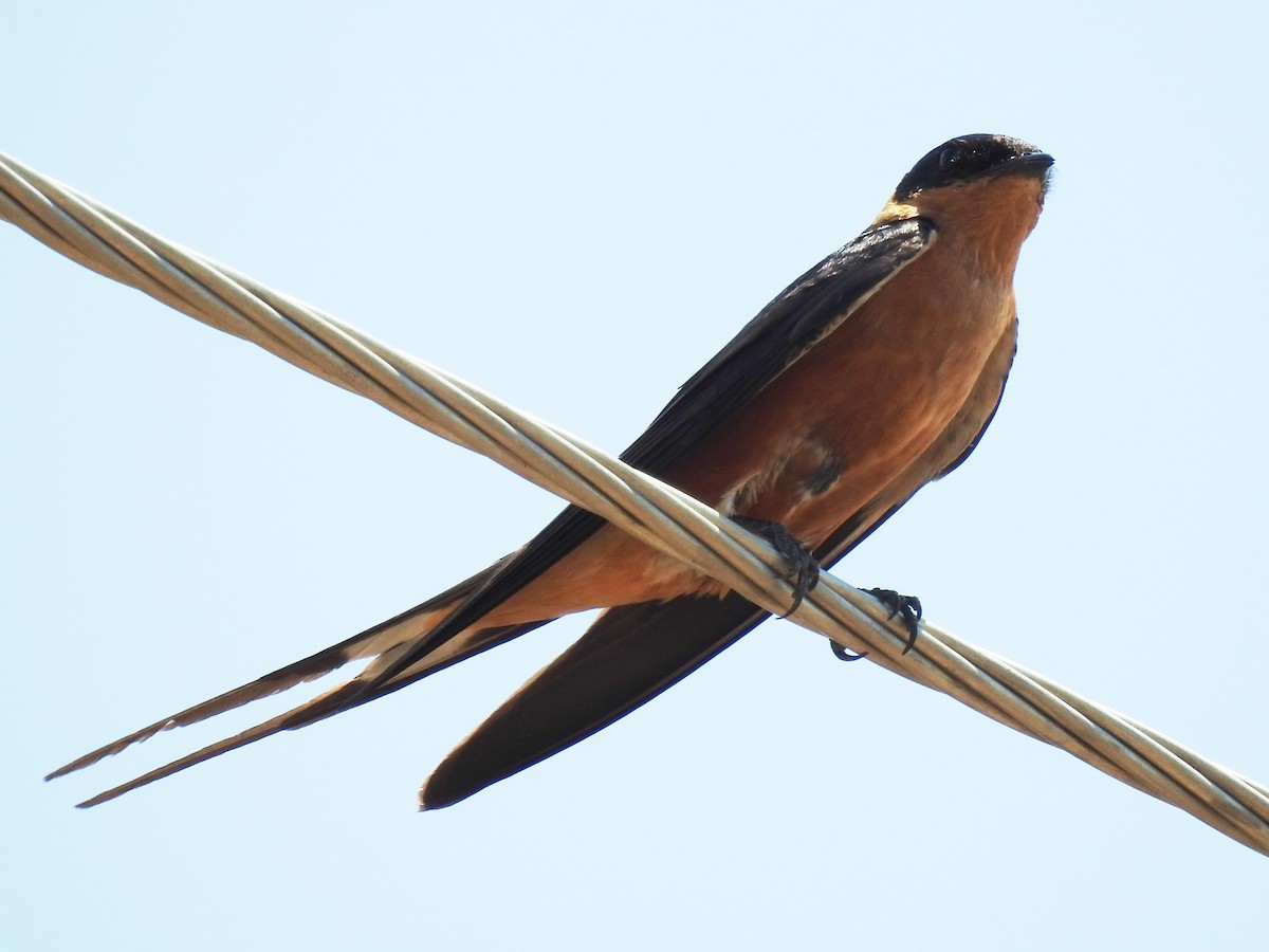 Rufous-chested Swallow - ML638666347