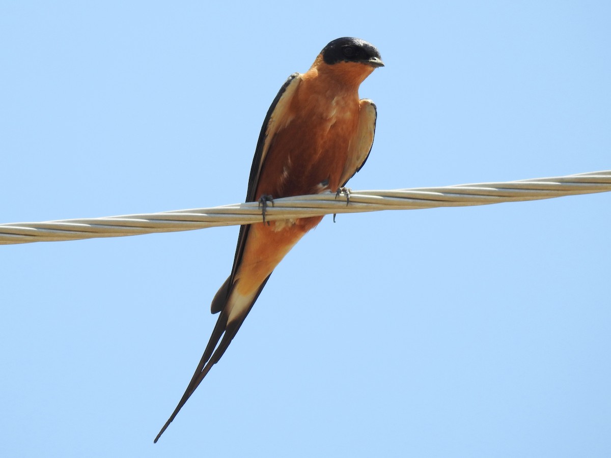 Rufous-chested Swallow - ML638666348