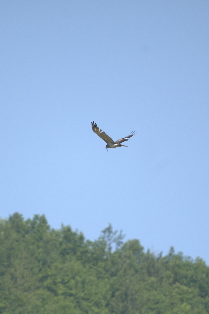 Short-toed Snake-Eagle - ML638666352