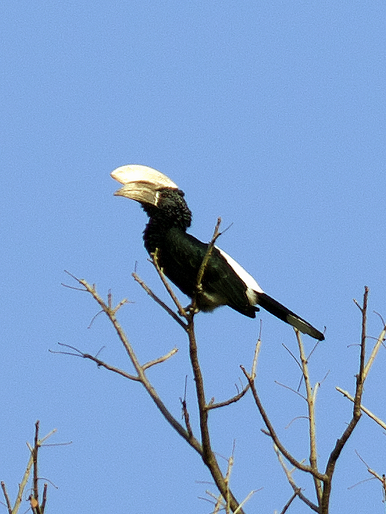 Silvery-cheeked Hornbill - ML638666353