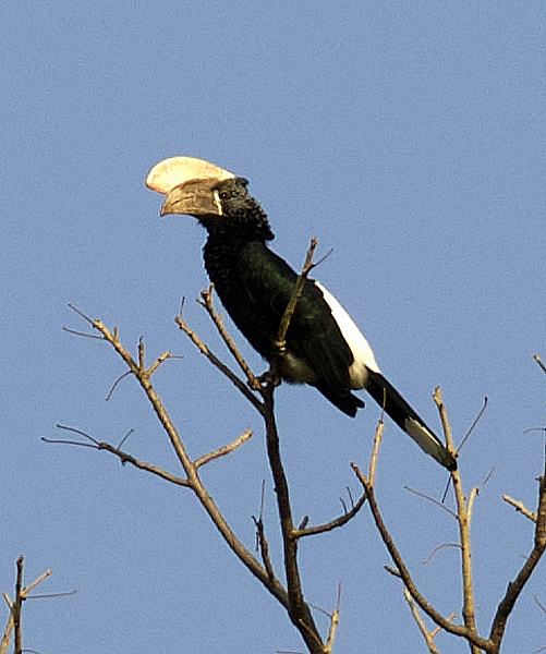 Silvery-cheeked Hornbill - ML638666354