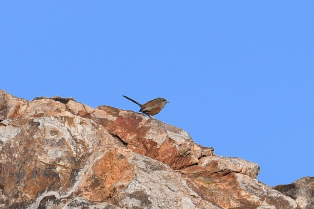 Kalkadoon Grasswren - ML638666355