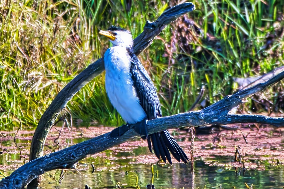 Little Pied Cormorant - ML638666357