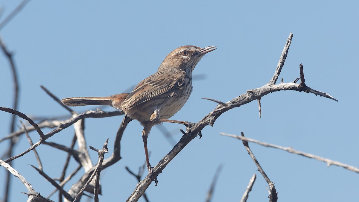 Rufous Fieldwren - ML638666358
