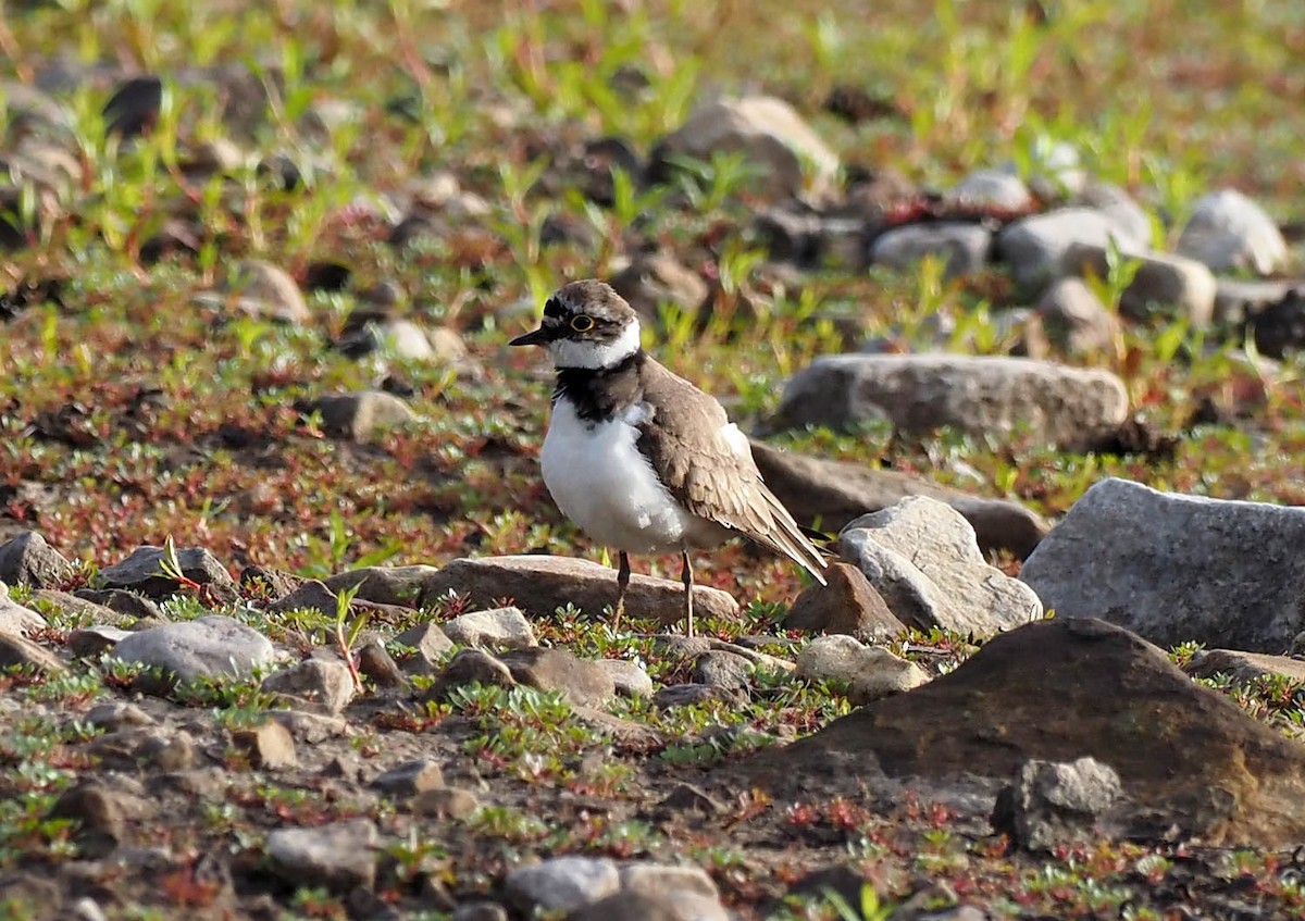 Little Ringed Plover - ML638666359