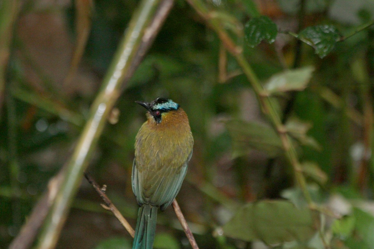 Lesson's Motmot - ML638666362