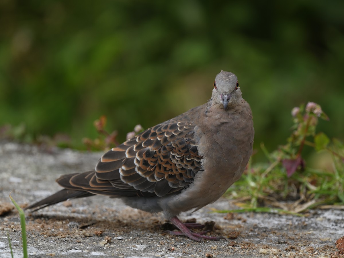 Oriental Turtle-Dove - ML638666364