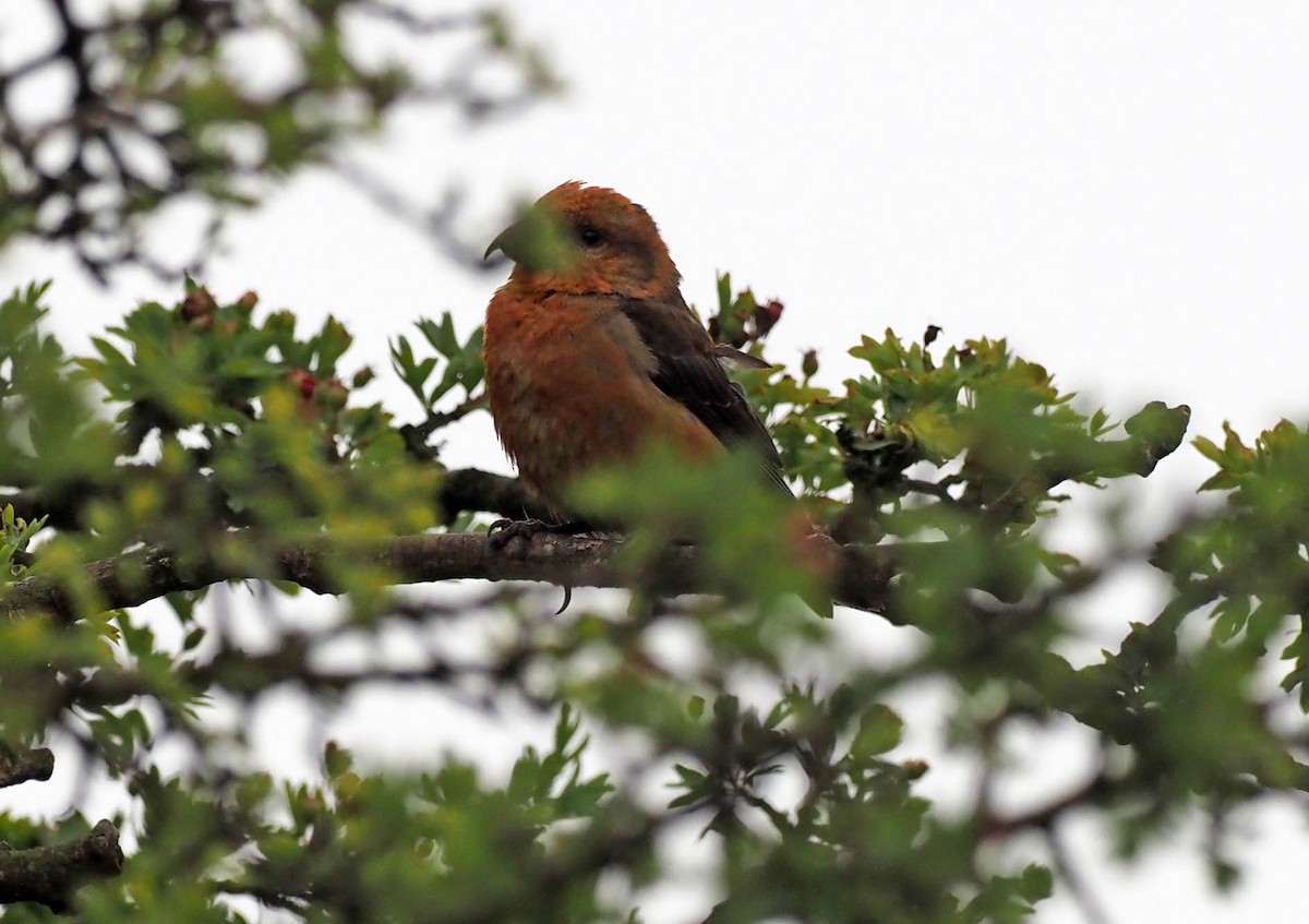 Red Crossbill - ML638666365