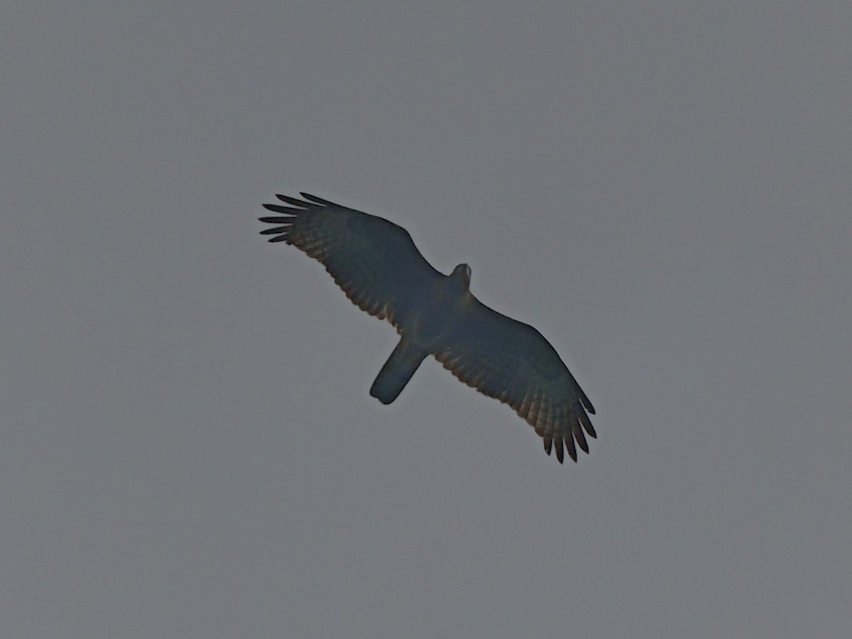 Oriental Honey-buzzard - ML638666366
