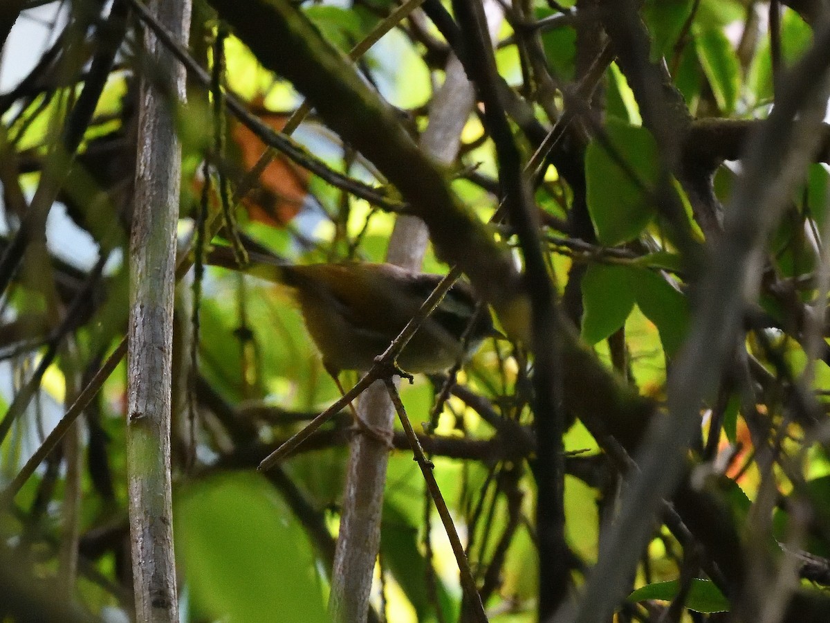 White-browed Fulvetta - ML638666370