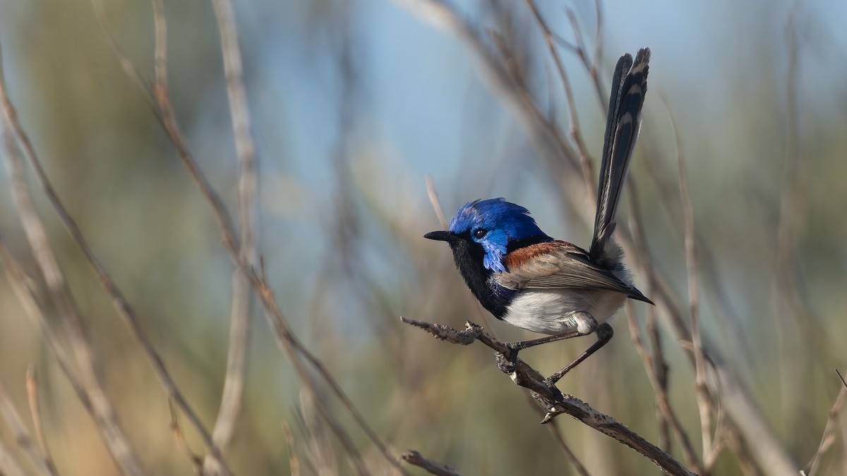 Purple-backed Fairywren - ML638666374
