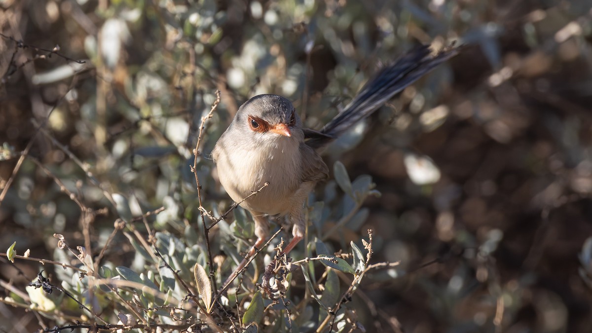 Purple-backed Fairywren - ML638666376