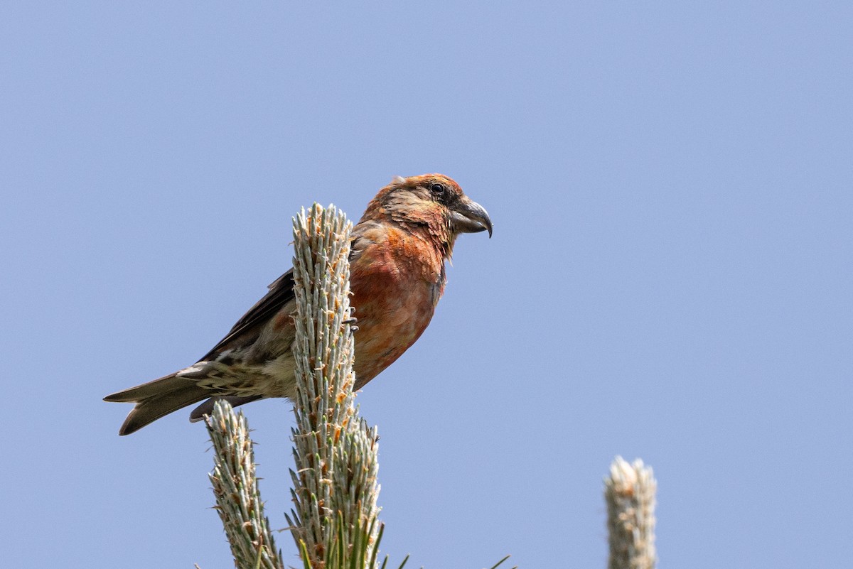 Red Crossbill - ML638666382