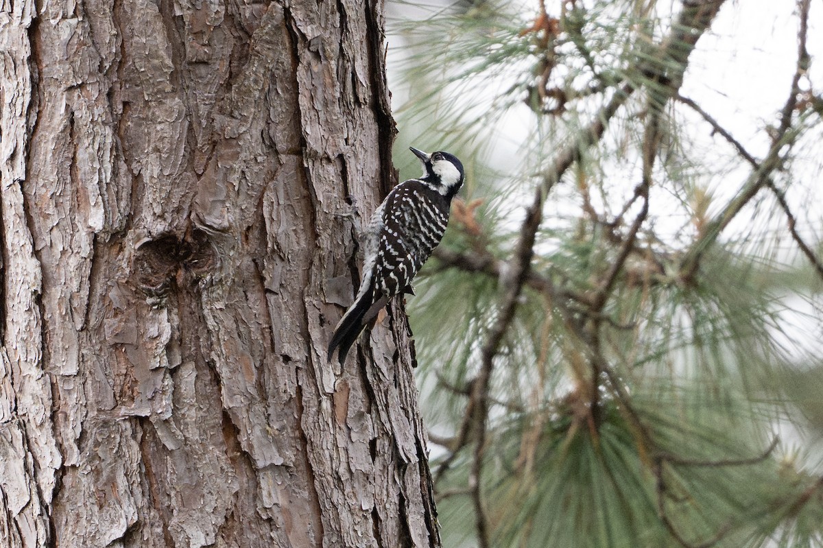 Red-cockaded Woodpecker - ML638666383