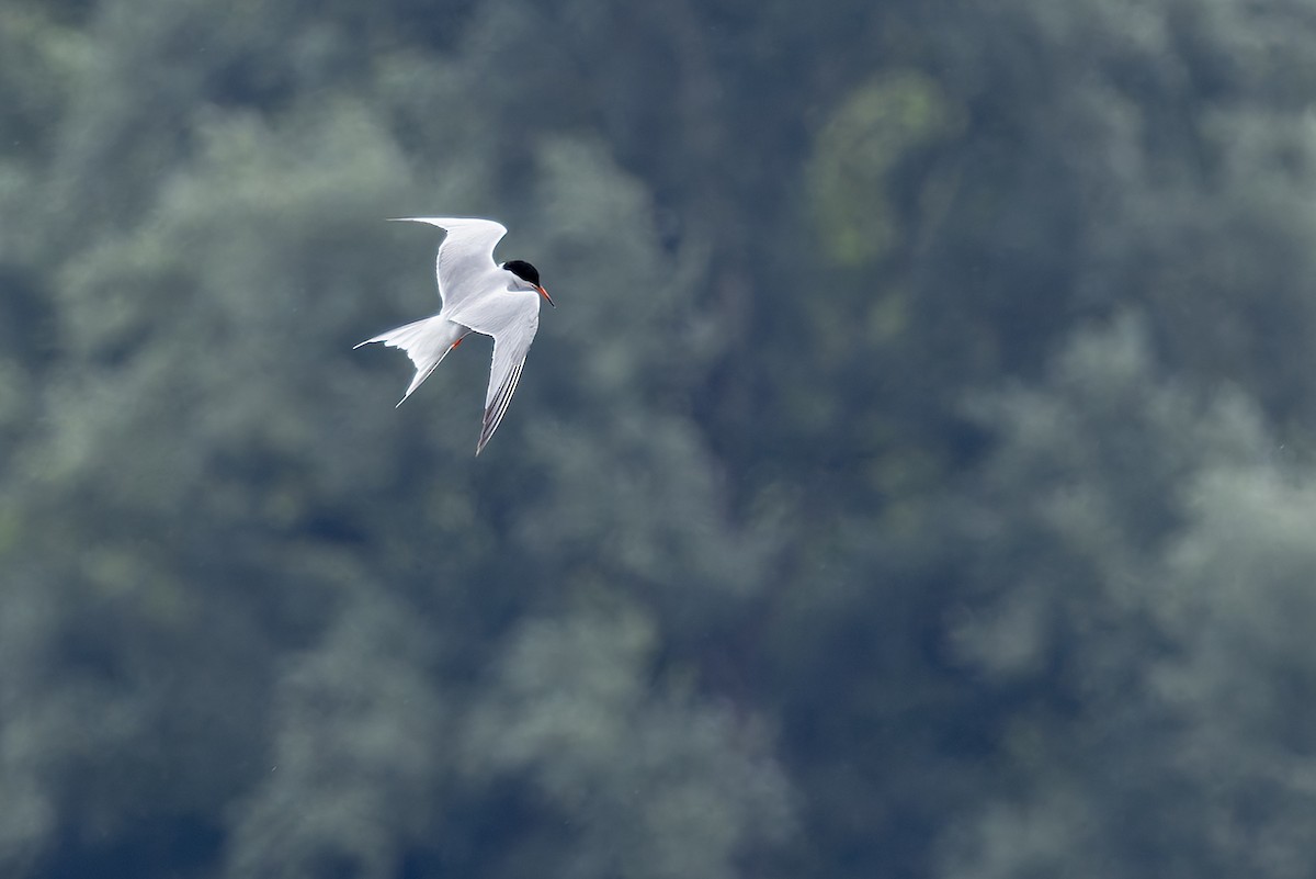 Common Tern - ML638666384