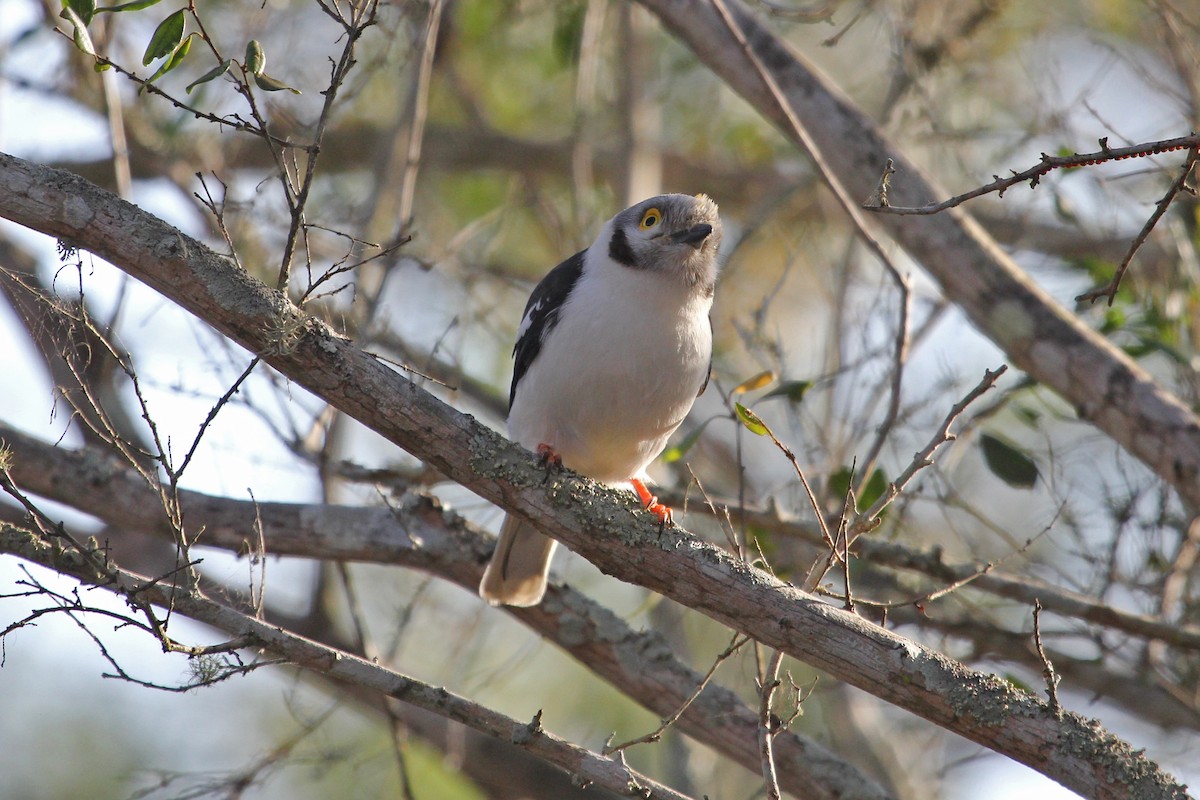 White-crested Helmetshrike - ML638666396