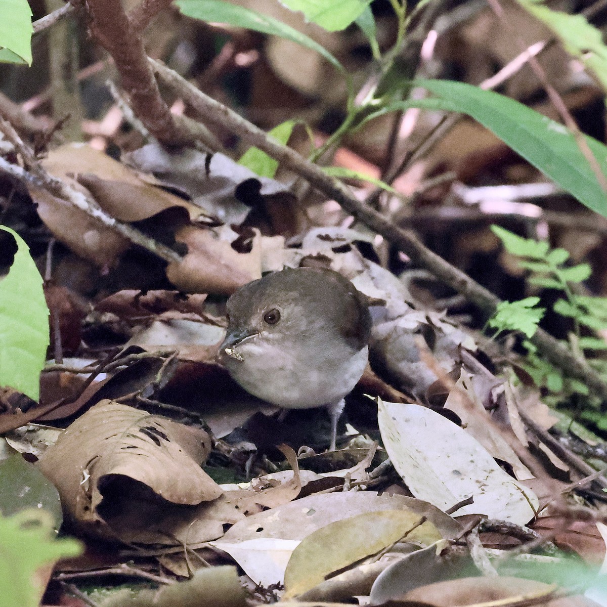 White-chested Babbler - ML638666414