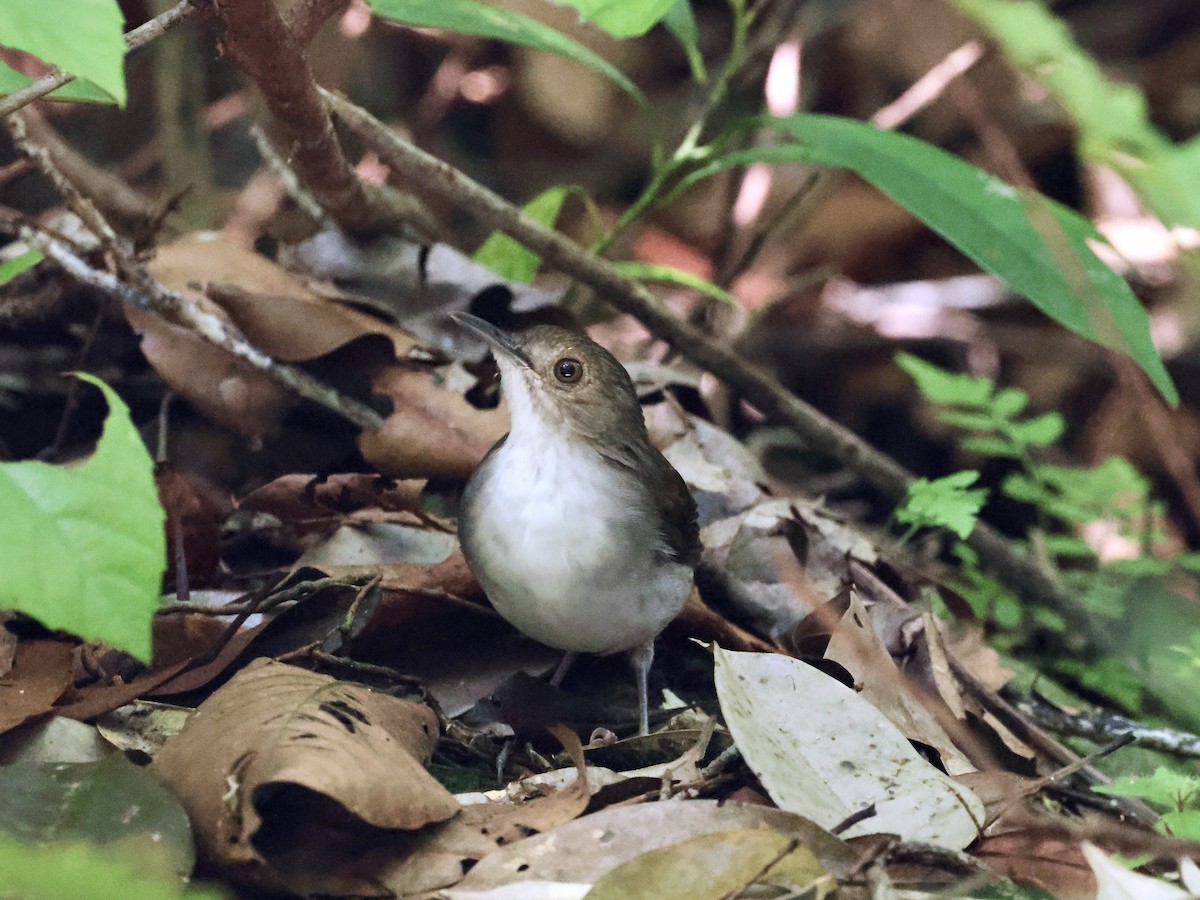 White-chested Babbler - ML638666417