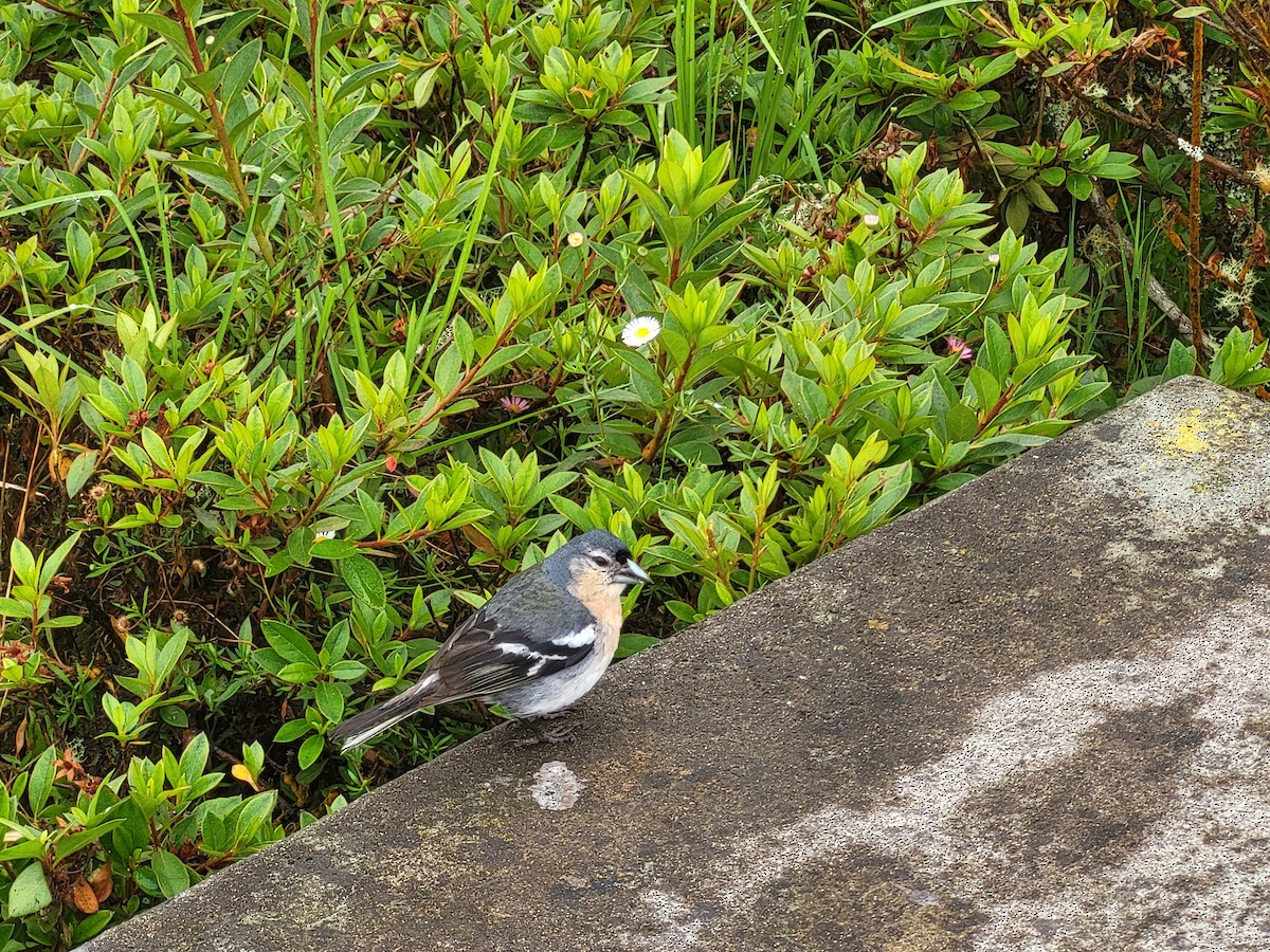 Azores Chaffinch - ML638666428