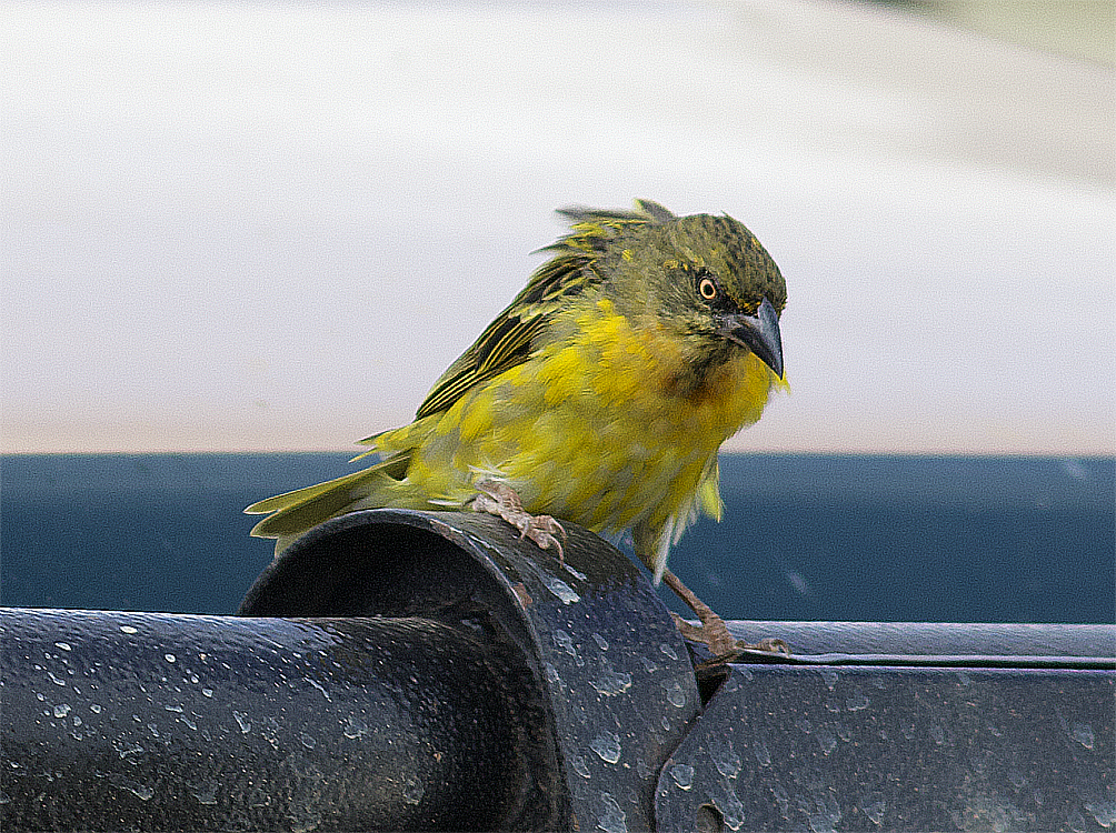 Speke's Weaver - ML638666441