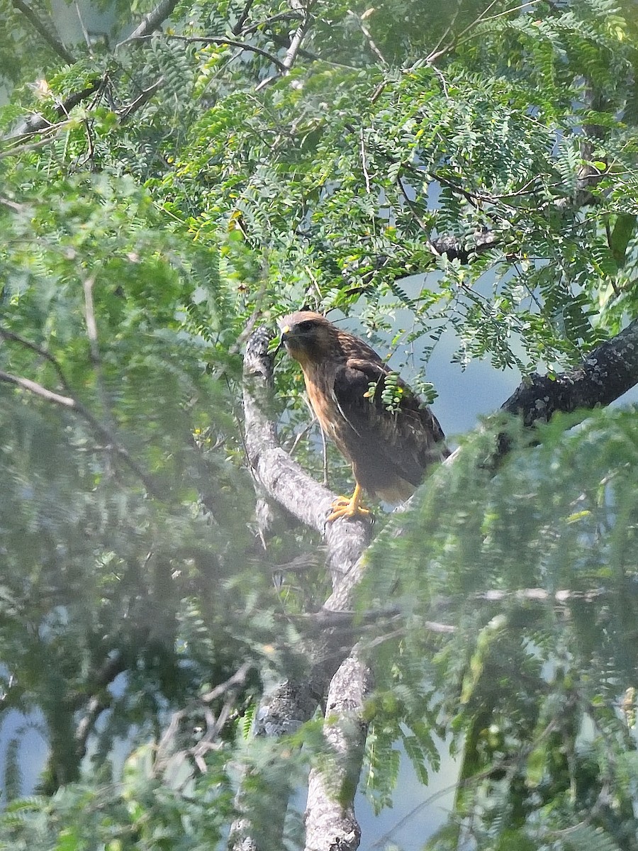 Himalayan Buzzard - ML638666460