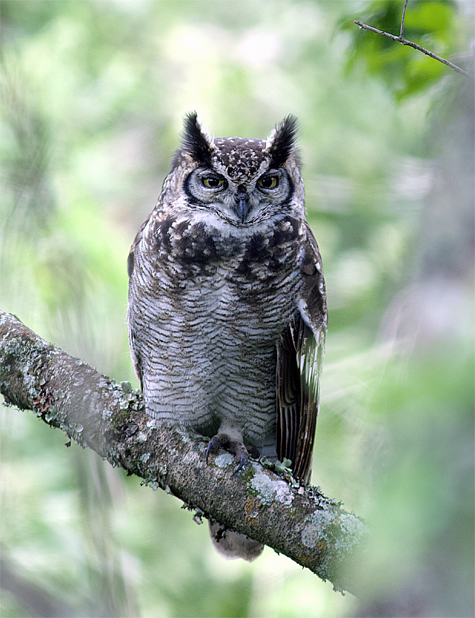 Spotted Eagle-Owl - ML638666492