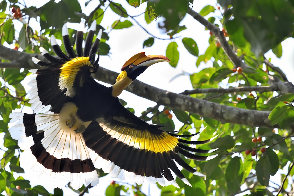 Great Hornbill - ML638666496