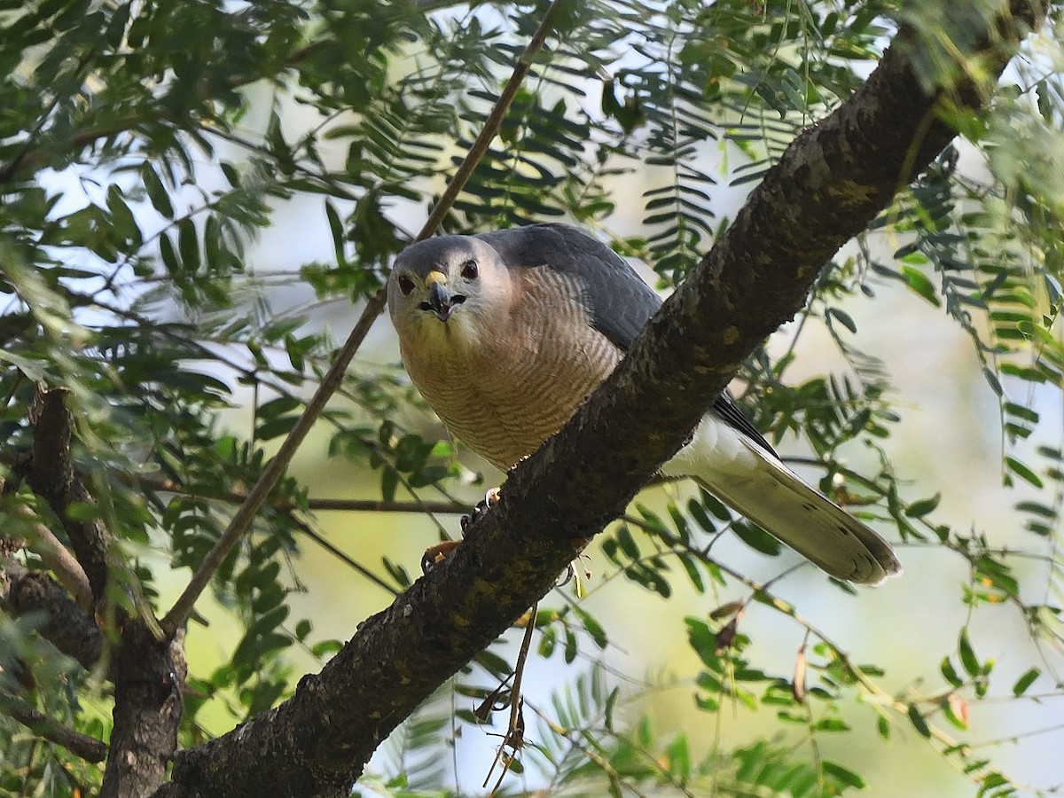 Shikra - ML638666497