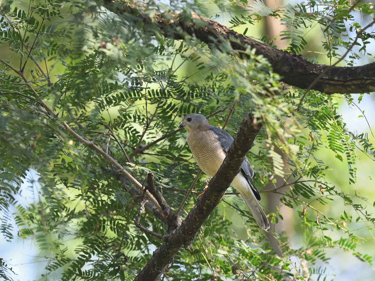 Shikra - ML638666498