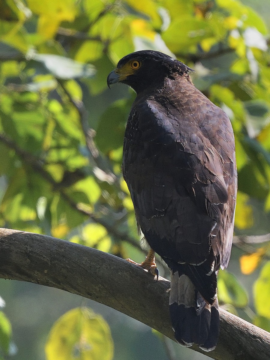 Crested Serpent-Eagle - ML638666500